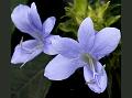 Blue Bush-Violet